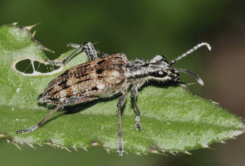 Cerambycidae dalla Croazia:  Rhagium (Megarhagium) mordax e Rhagium inquisitor